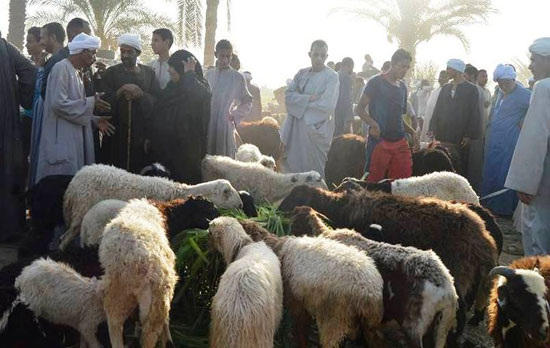 الأقصر تجهز أسواق المواشي لعرض الخراف والعجول والأبقار والجمال للأهالي لأضحية العيد (2)