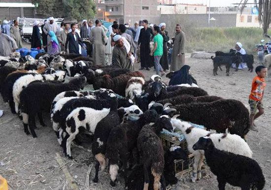 الأقصر تجهز أسواق المواشي لعرض الخراف والعجول والأبقار والجمال للأهالي لأضحية العيد (1)