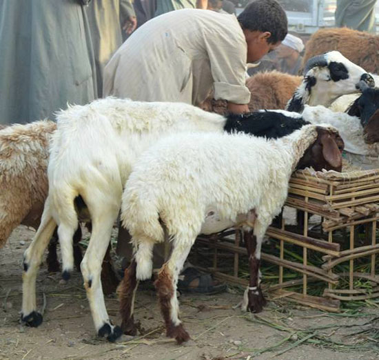 الأقصر تجهز أسواق المواشي لعرض الخراف والعجول والأبقار والجمال للأهالي لأضحية العيد (15)