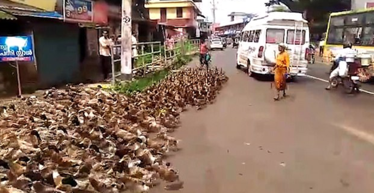 مئات البط فى أحد شوارع الهند