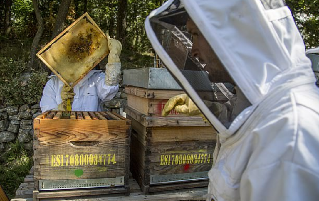 نقل النحل