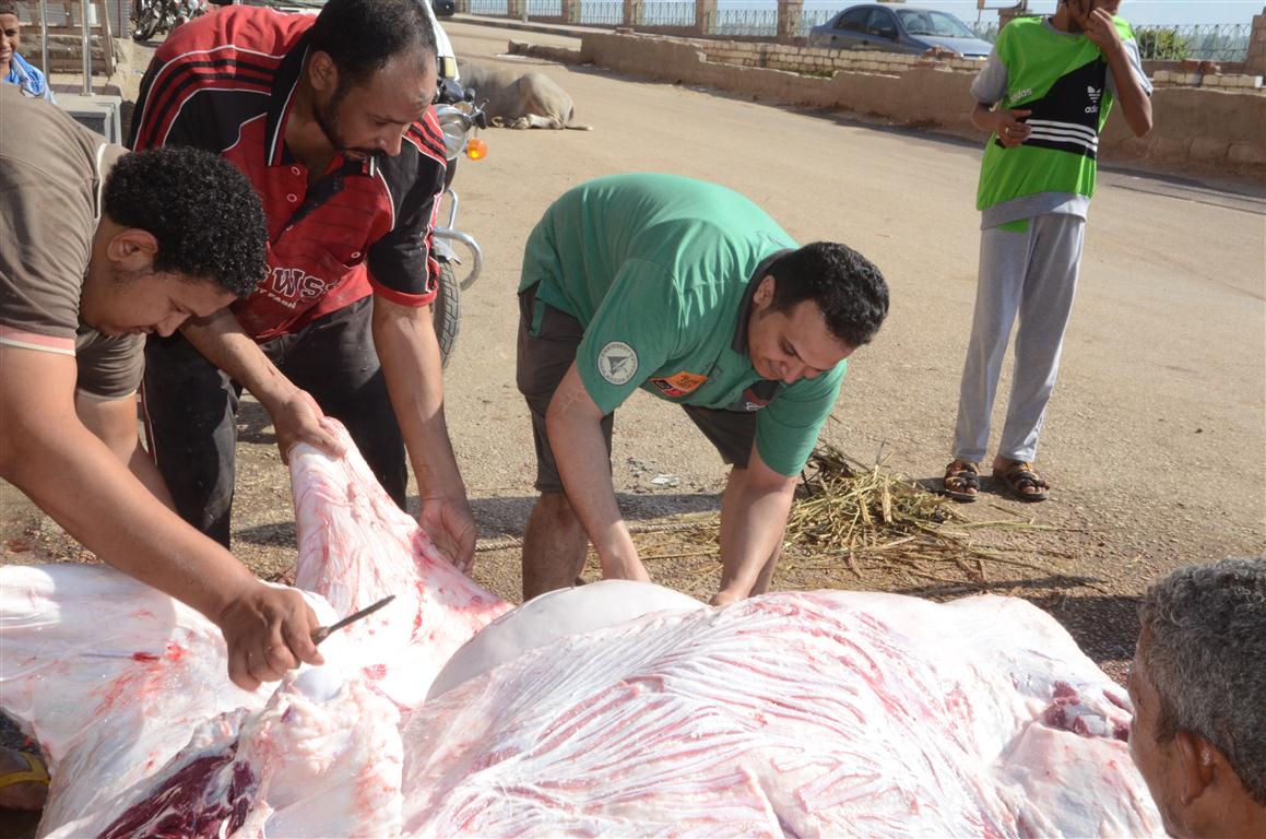 أهالي الأقصر يواصلون ذبح أضاحي العيد لليوم الثاني لتوزيع اللحوم علي الفقراء والأقارب (13)