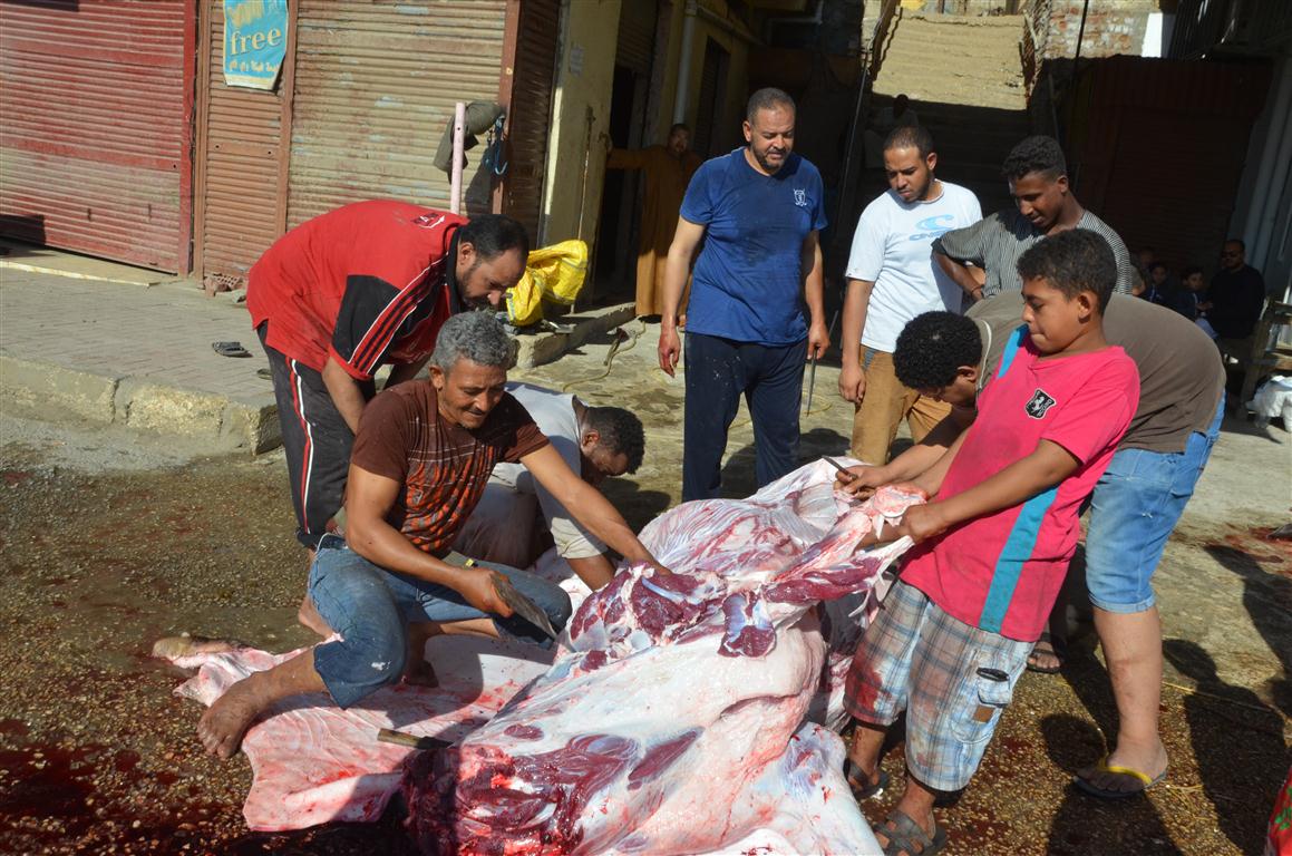 أهالي الأقصر يواصلون ذبح أضاحي العيد لليوم الثاني لتوزيع اللحوم علي الفقراء والأقارب (11)