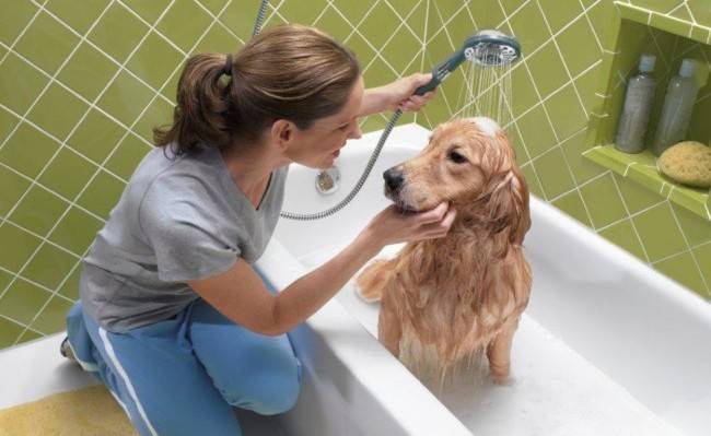 نصائح عند إستحمام الكلب (3)