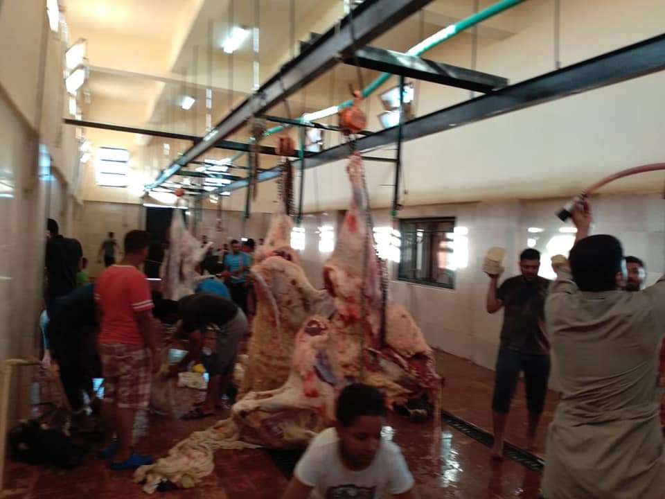 مجازر الوادى الجديد تواصل استقبال أضاحى المواطنين (5)