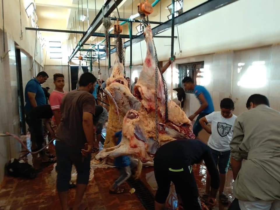 مجازر الوادى الجديد تواصل استقبال أضاحى المواطنين (2)