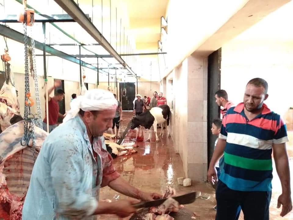 مجازر الوادى الجديد تواصل استقبال أضاحى المواطنين (3)