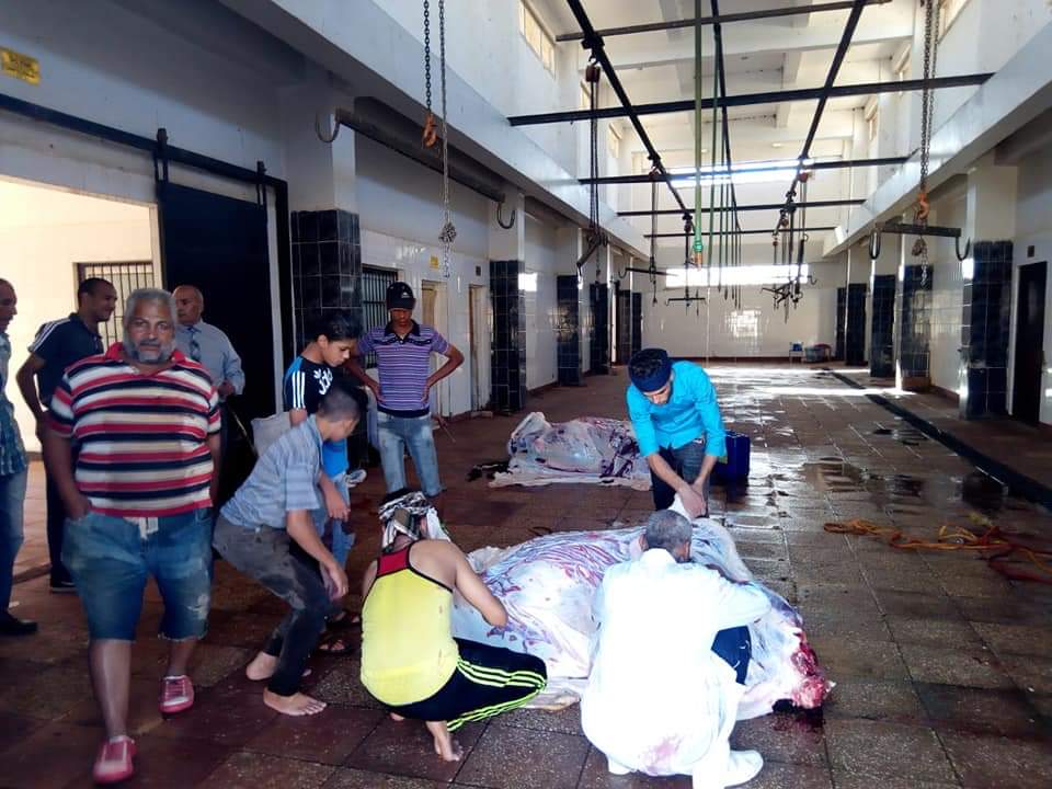 مجازر الوادى الجديد تواصل استقبال أضاحى المواطنين (8)