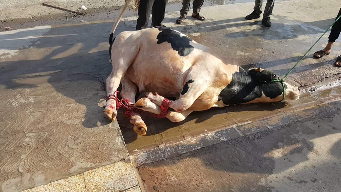 ذبح الأضاحى بالشوارع (5)