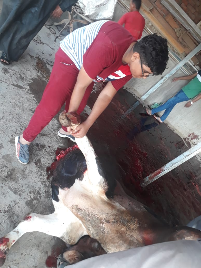 ذبح الأضاحى بالشوارع (2)