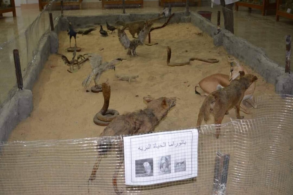 متحف الحيوانات بكلية العلوم  (21)