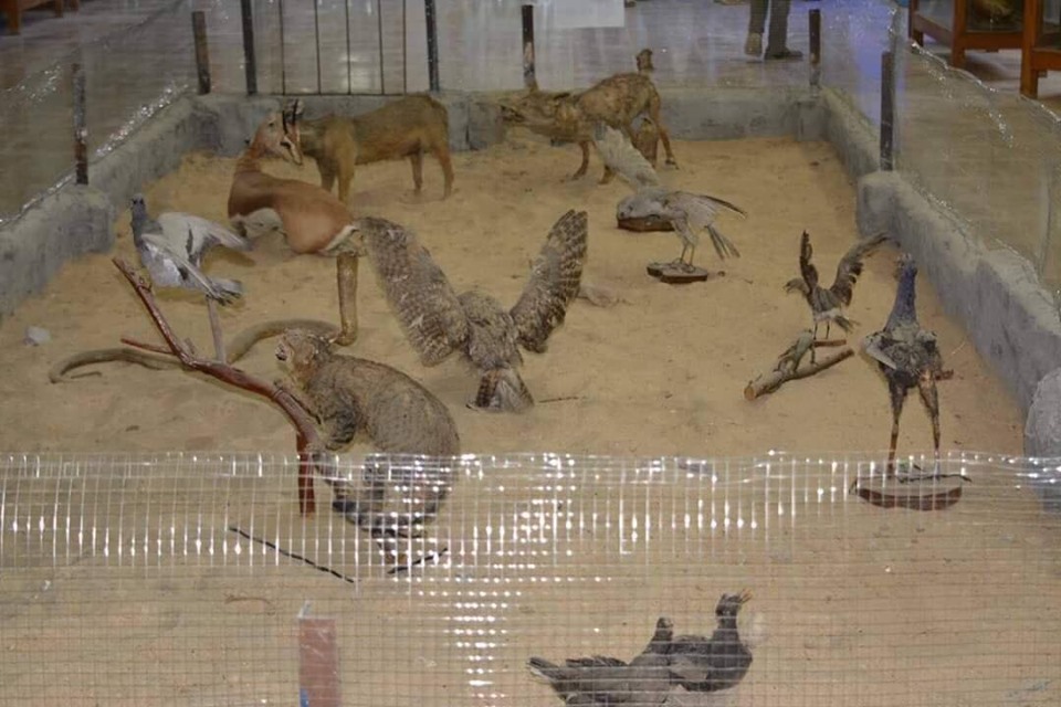 متحف الحيوانات بكلية العلوم  (12)