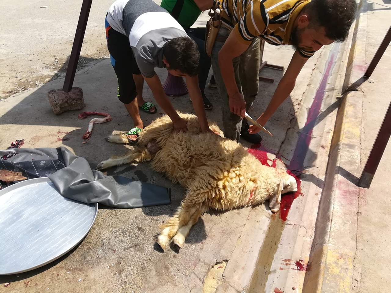 ذبح الأضاحى بالشوارع (3)