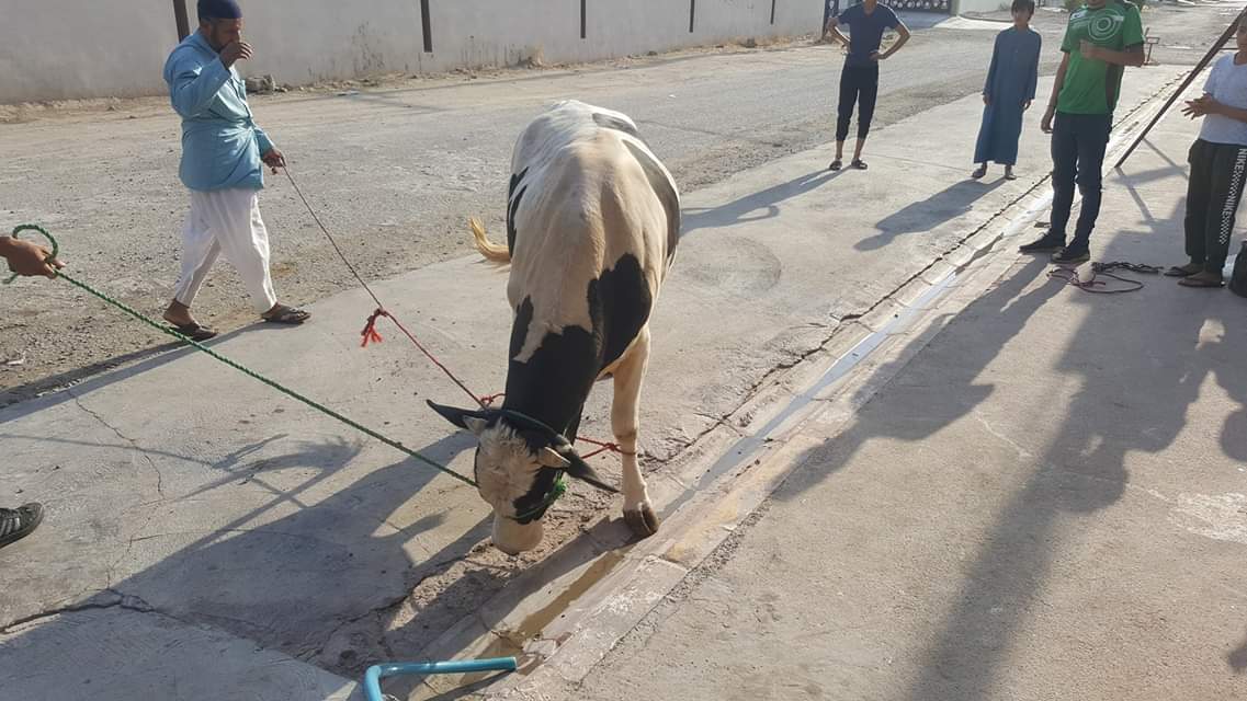 ذبح الأضاحى بالشوارع (4)