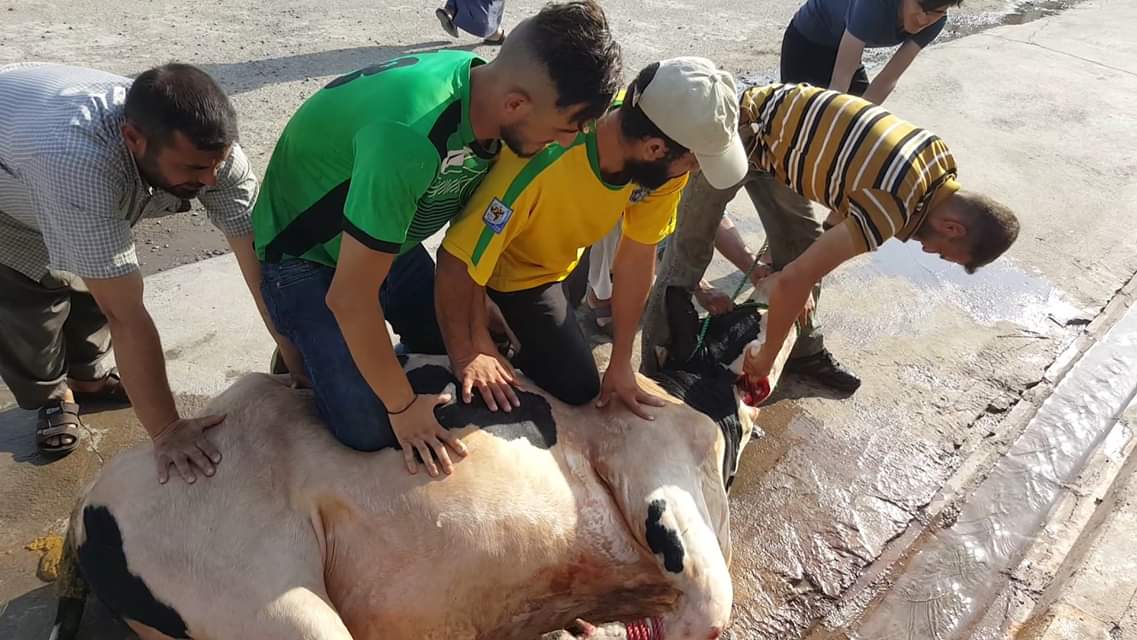 ذبح الأضاحى بالشوارع (6)