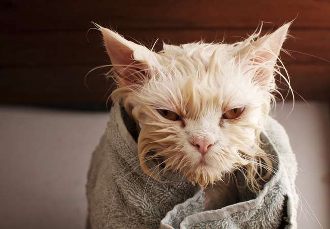 نصائح لإستحمام القطط (1)