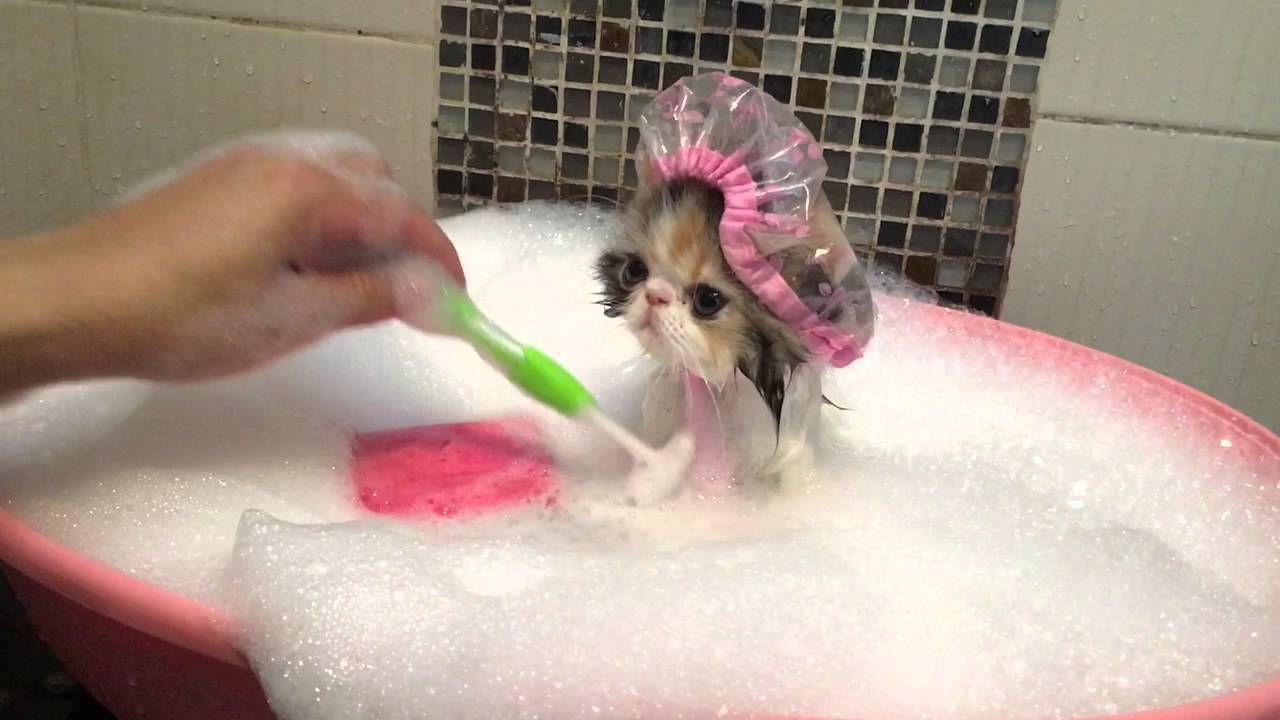 نصائح لإستحمام القطط (3)