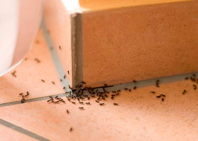 طرق التخلص من النمل (2)