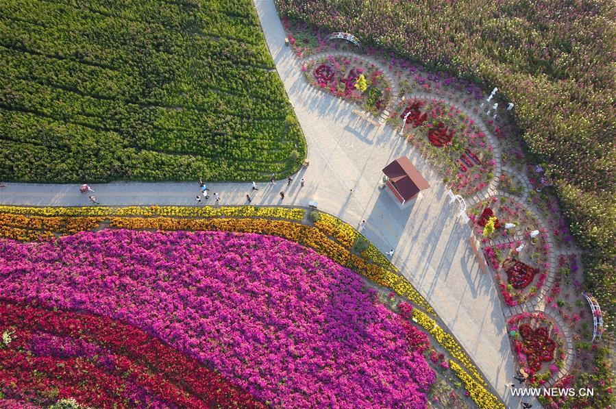 حقول زهور منسقة فى الصين