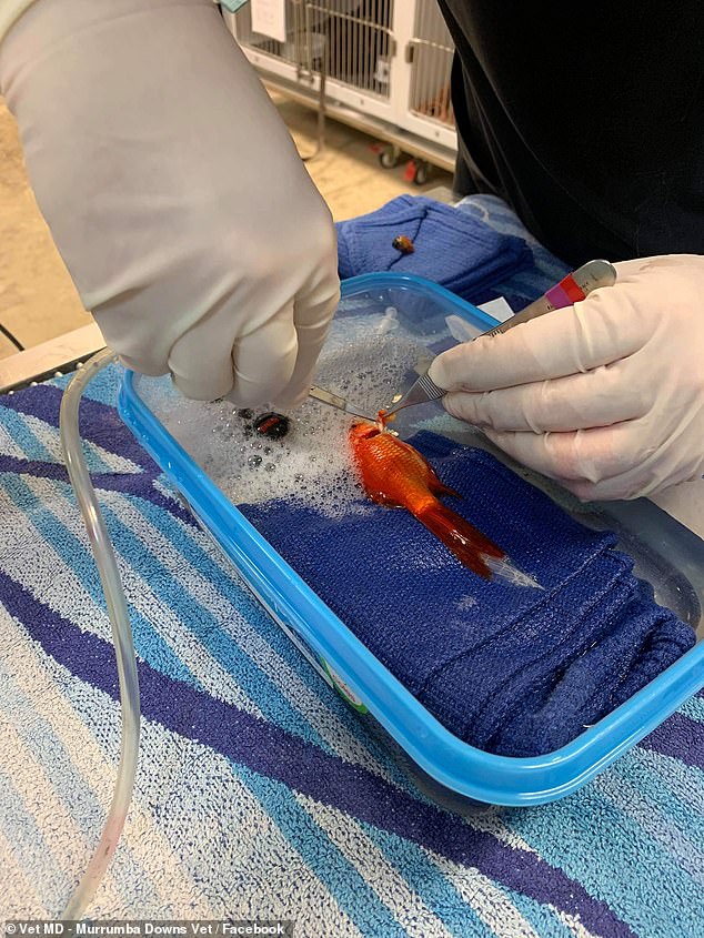 عملية جراحية لسمكة (3)