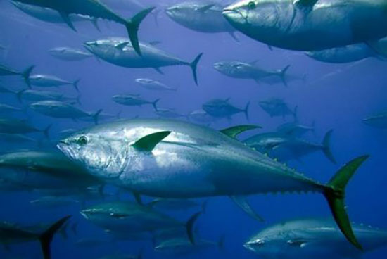 صيد سمك التونة (7)