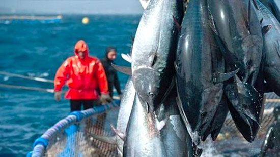 صيد سمك التونة (1)