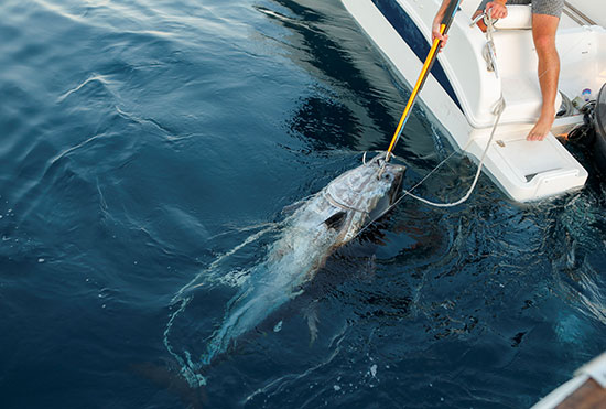 صيد سمك التونة (3)