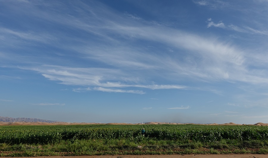 زراعة الصحراء زراعة الصحراء