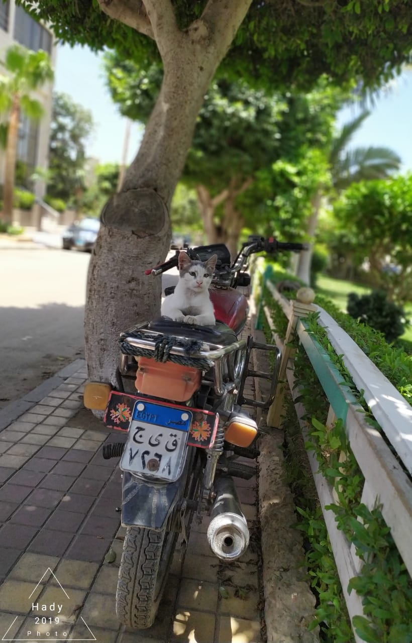 القط على الدراجة البخارية