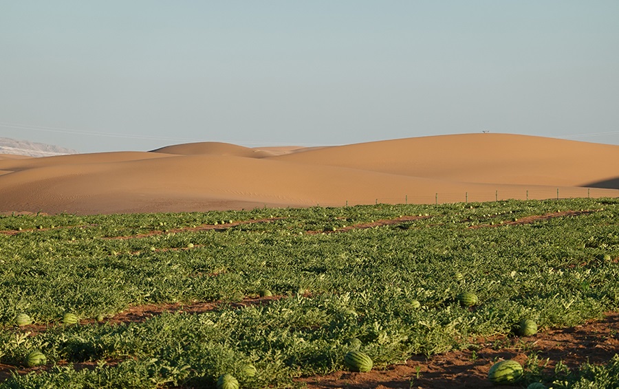 لدعم الزراعة بالدول العربية.. طريقة جديدة لتحويل الصحراء إلى تربة (صور) -  اليوم السابع