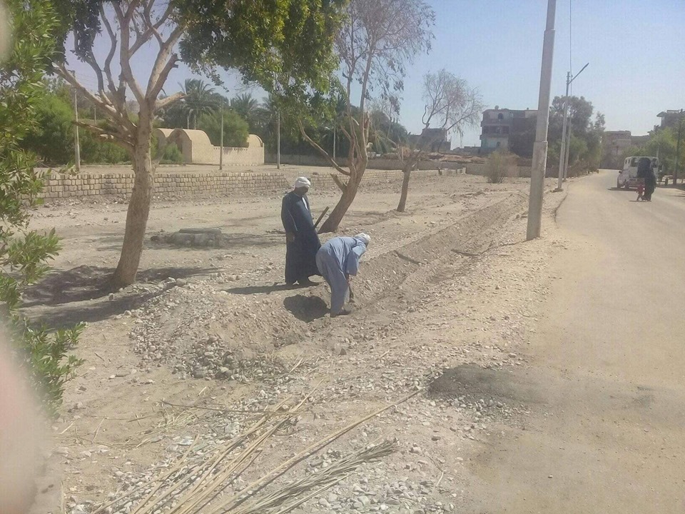 بدء أعمال زراعة 400 شجرة تبرع من شباب قرية حاجر الضبعية غربي الأقصر (1)