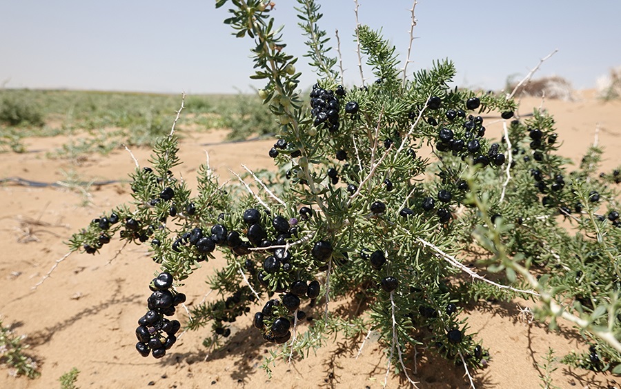 نتائج مبهرة لتجارب الفريق الصينى نتائج مبهرة لتجارب الفريق الصينى