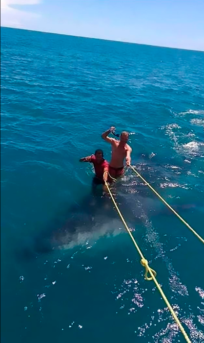 شخصان يتزلجان على الحوت القرش