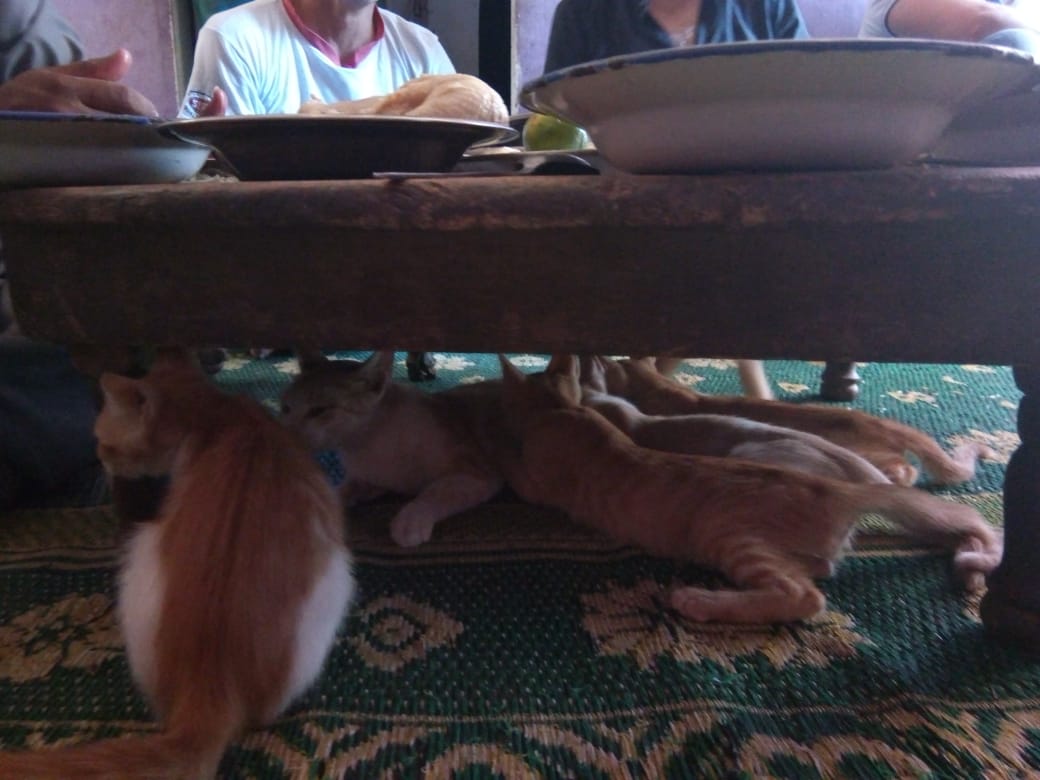 قطة ترضع أبنائها تحت الطبلية