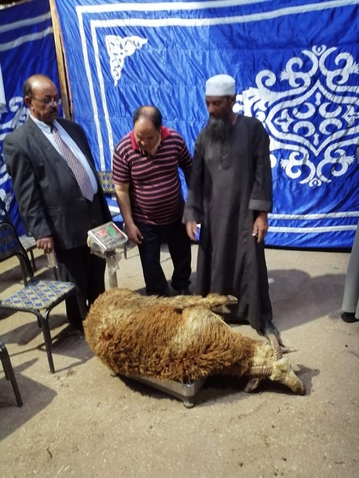 تموين الأقصر تطرح 100 رأس خراف حية أضحية العيد للمواطنين بشادر الشركة المصرية (5)