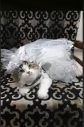 حفل زفاف لقط وقطة (2)