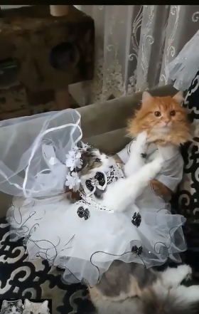 حفل زفاف لقط وقطة (1)