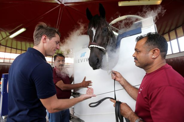 0_Dubai-stables-gives-prize-racehorses-cryotherapy (2)