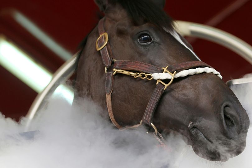 0_Dubai-stables-gives-prize-racehorses-cryotherapy