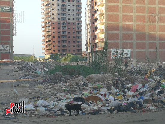 انتشار-القمامة-فى-الشوارع-بالمحله-(4)