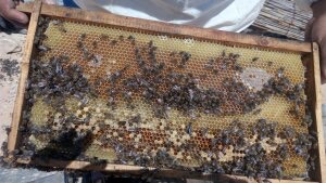 صور.. إنتاج العسل من عمق الصحراء مشروع ناجح لشاب سيناوى  26685-ade3c22d-4c99-4612-b250-d8d19ed9240e