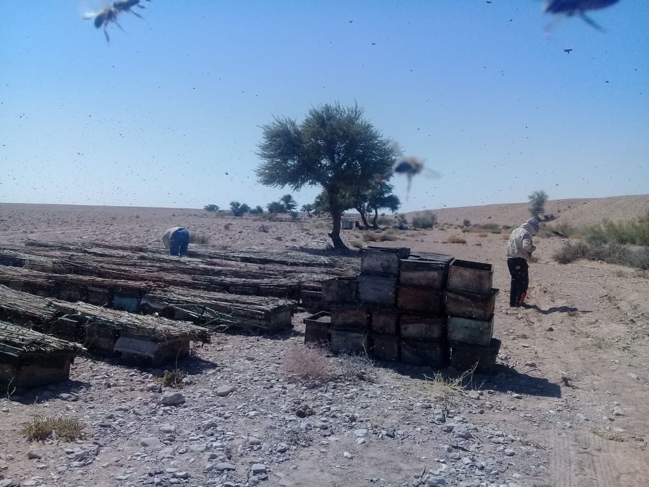 صور.. إنتاج العسل من عمق الصحراء مشروع ناجح لشاب سيناوى  281155-40004956-8f8f-4d94-b1f5-913571d2524a