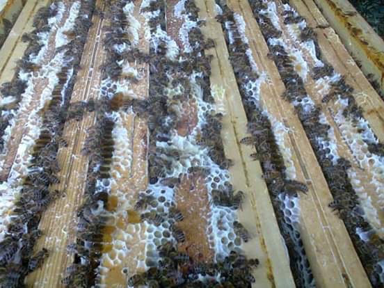 صور.. إنتاج العسل من عمق الصحراء مشروع ناجح لشاب سيناوى  75481-ba1e44b5-5637-4d1e-bb2c-d7ef1c483e32