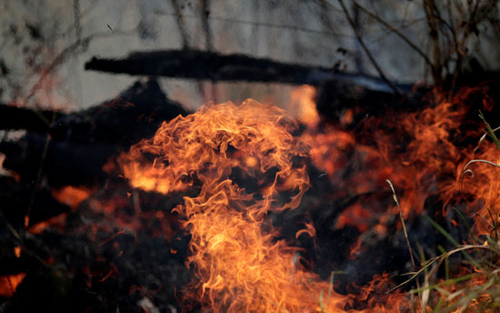 النيران تلتهم مساحات واسعة من الغابات