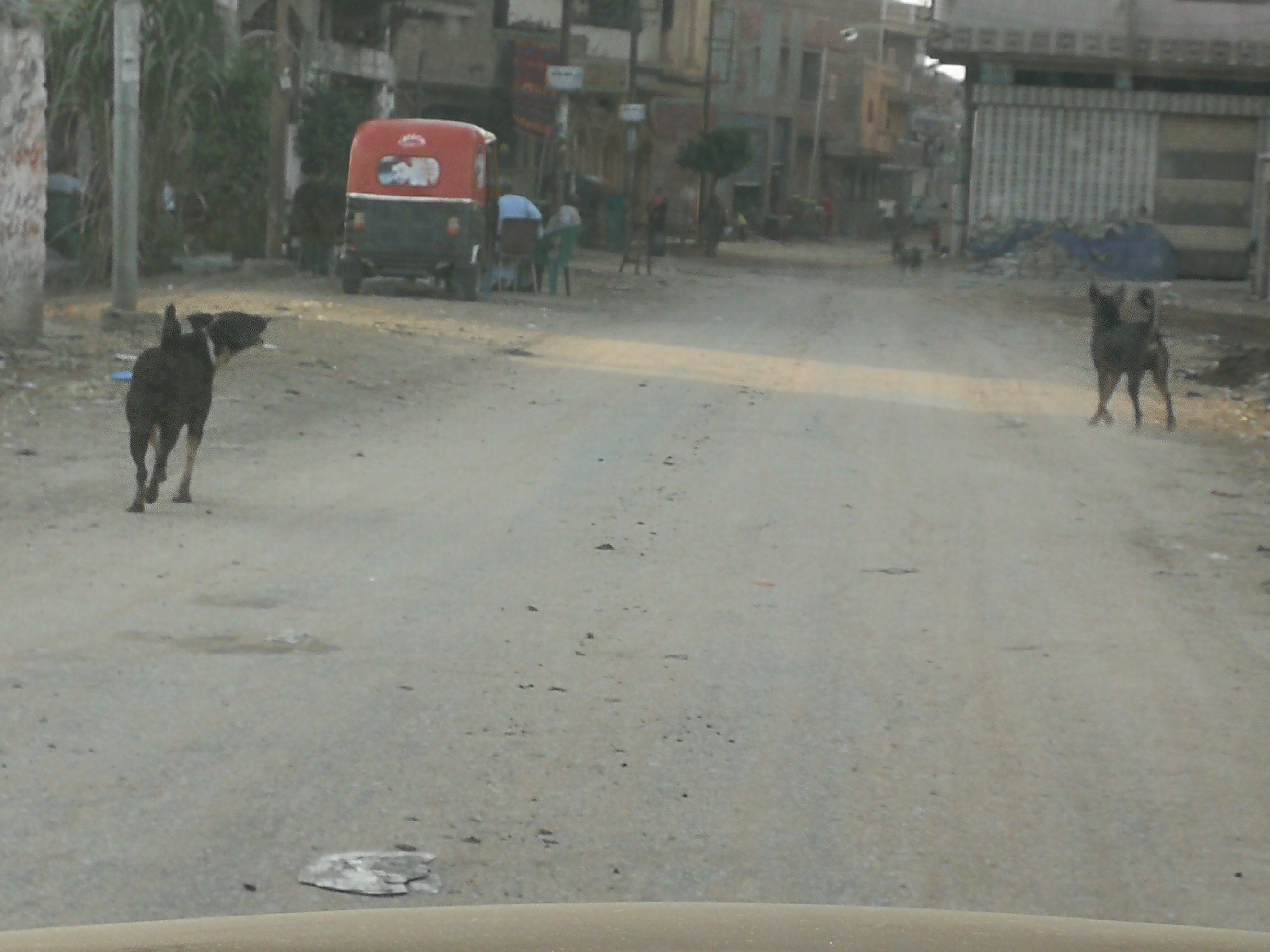 انتشار الكلاب الضالة بقرية كفر الجنينة فى المحلة  (2)