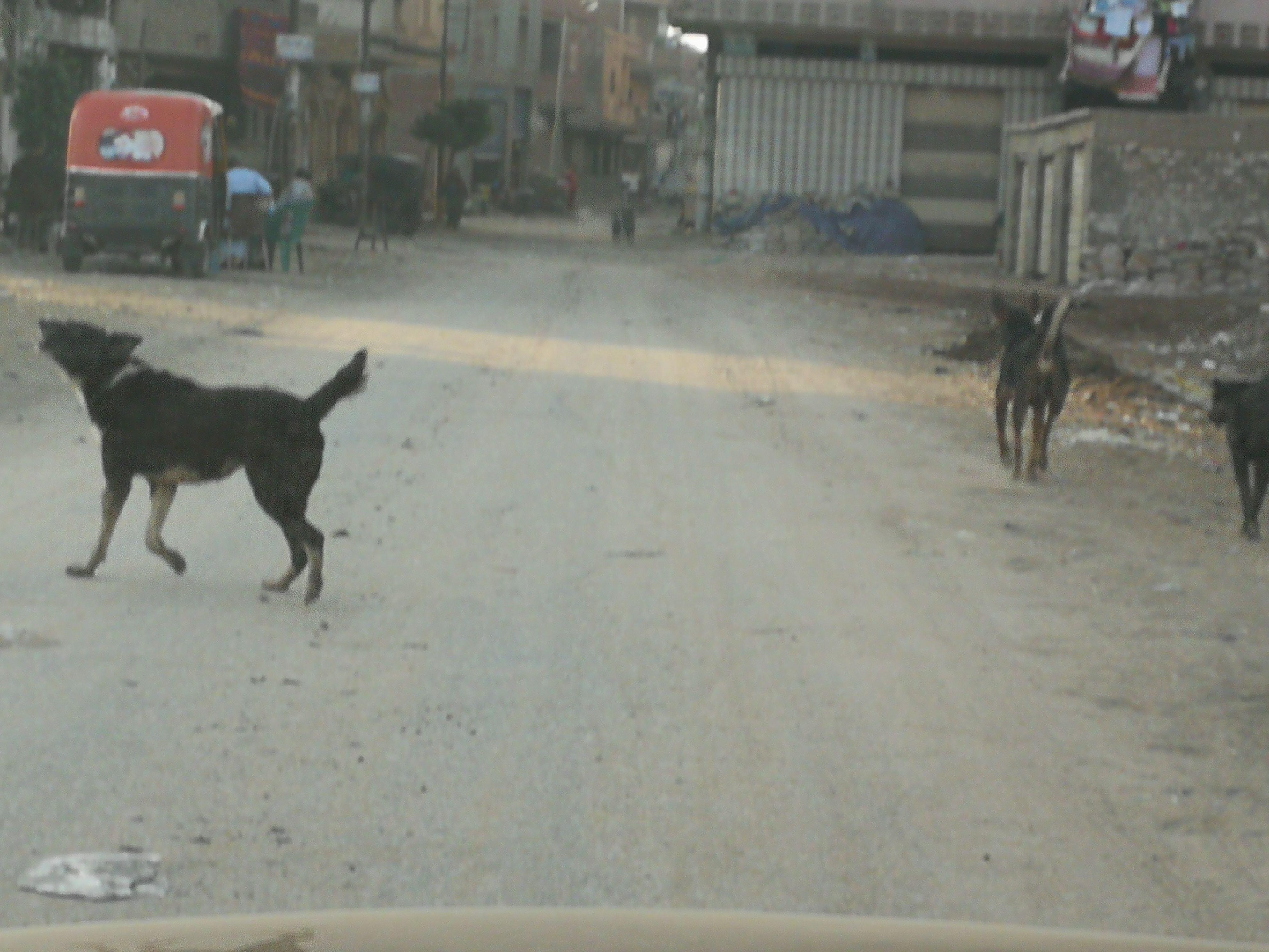 انتشار الكلاب الضالة بقرية كفر الجنينة فى المحلة  (1)