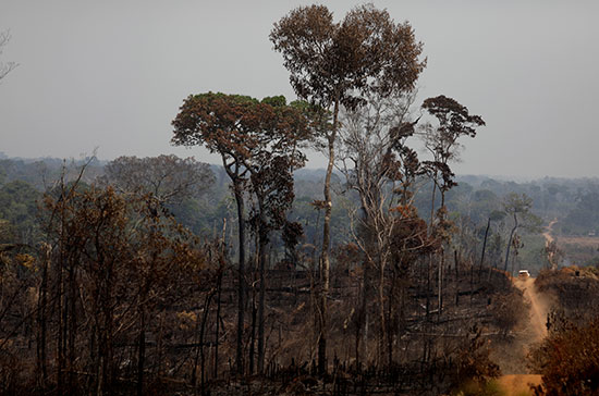 غابات الأمازون بعد الحريق