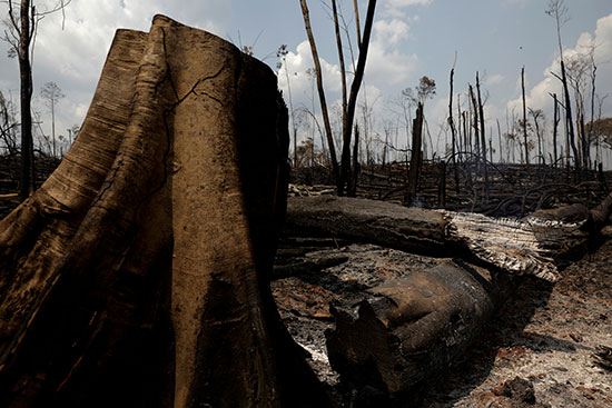 تدمير غابات الأمازون بسبب الحرائق