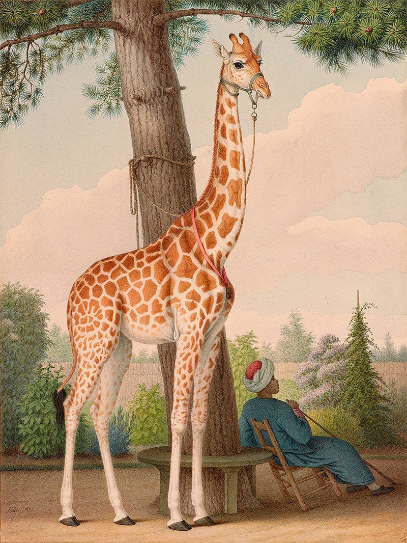 A painting depicting the giraffe that was dedicated by the Egyptians to France
