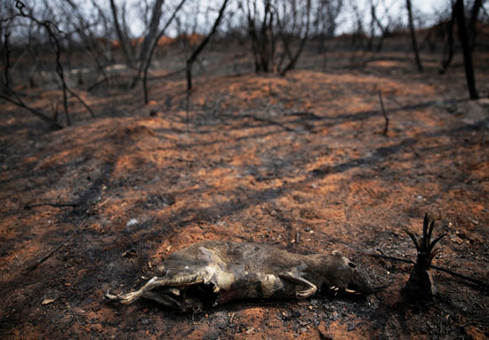 موت الحيوانات بسبب الحرائق